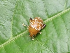 Asiophrida scaphoides