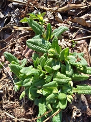 Primula elatior