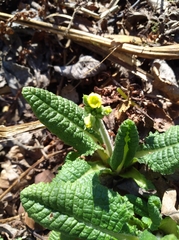 Primula elatior