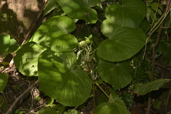 Piper umbellatum
