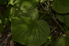 Piper umbellatum