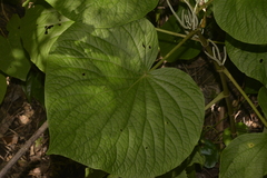 Piper umbellatum