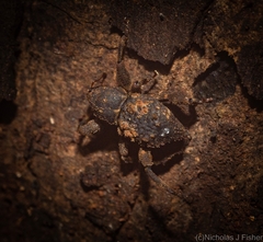 Methidrysis afflicta