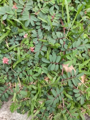 Indigofera tinctoria