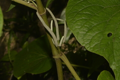 Piper umbellatum