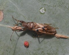 Pachygrontha walkeri