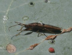 Pachygrontha walkeri