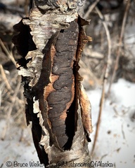 Diatrype decorticata