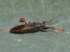 Pachygrontha walkeri