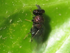 Perilampus aeneus