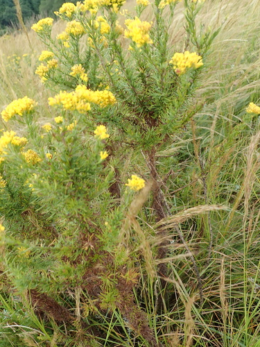 Image of Phymaspermum acerosum by no rights reserved
