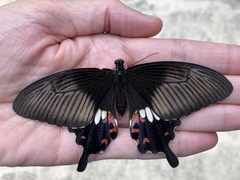 Papilio polytes stichius