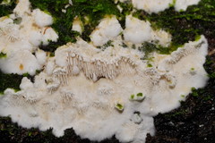 Dentipellicula leptodon