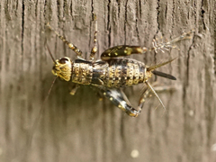 Allonemobius maculatus