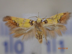 Morphotica mirifica