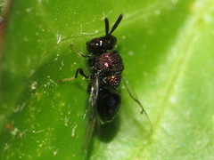 Perilampus aeneus