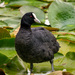 Eurasian Coot - Photo (c) Wei Li Jiang, some rights reserved (CC BY-NC)