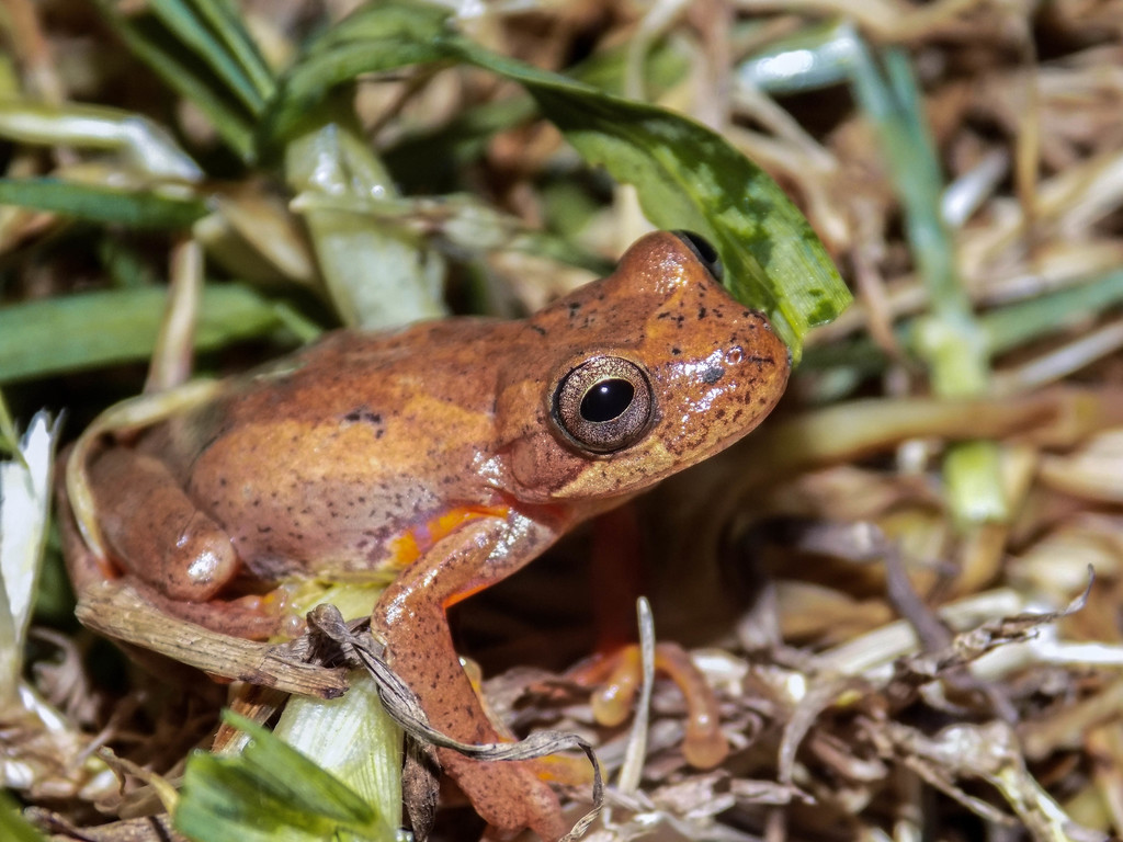Bogert's Aquatic Tree Frog