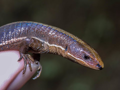 Pholidobolus vertebralis