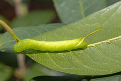 Marumba dyras