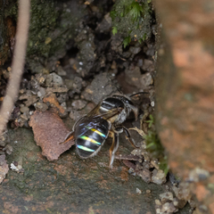 Nomia iridescens