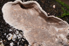 Datronia brunneoleuca