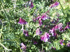 Hairy Vetch (Vicia villosa)