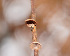 Deconica horizontalis