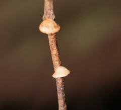 Deconica horizontalis