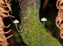 Mycena austrofilopes