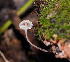 Mycena austrofilopes