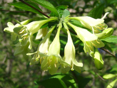 Weigela subsessilis