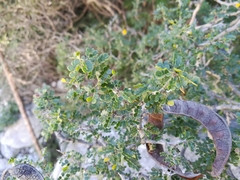 Painteria elachistophylla