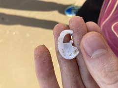 Macomona deltoidalis