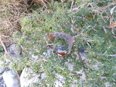 Painteria elachistophylla