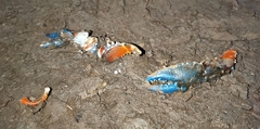 Euastacus woiwuru