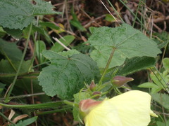 Abelmoschus moschatus