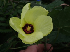 Abelmoschus moschatus