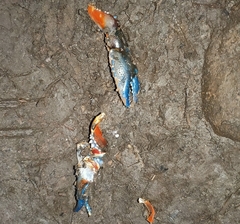 Euastacus woiwuru