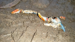 Euastacus woiwuru