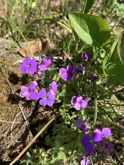 Aubrieta deltoidea