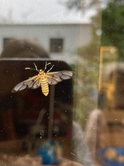 Amata grotei