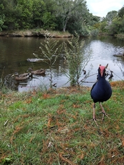 Porphyrio melanotus melanotus