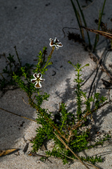Jamesbrittenia albomarginata