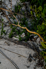 Jamesbrittenia albomarginata