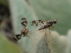 Austrotephritis fuscata