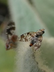 Austrotephritis fuscata