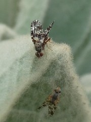 Austrotephritis fuscata