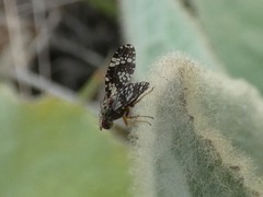 Austrotephritis fuscata