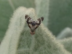 Austrotephritis fuscata